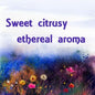 Angel Essence Oil