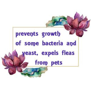 Lemongrass Essential Oil