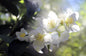 Jasmine Absolute Essential Oil