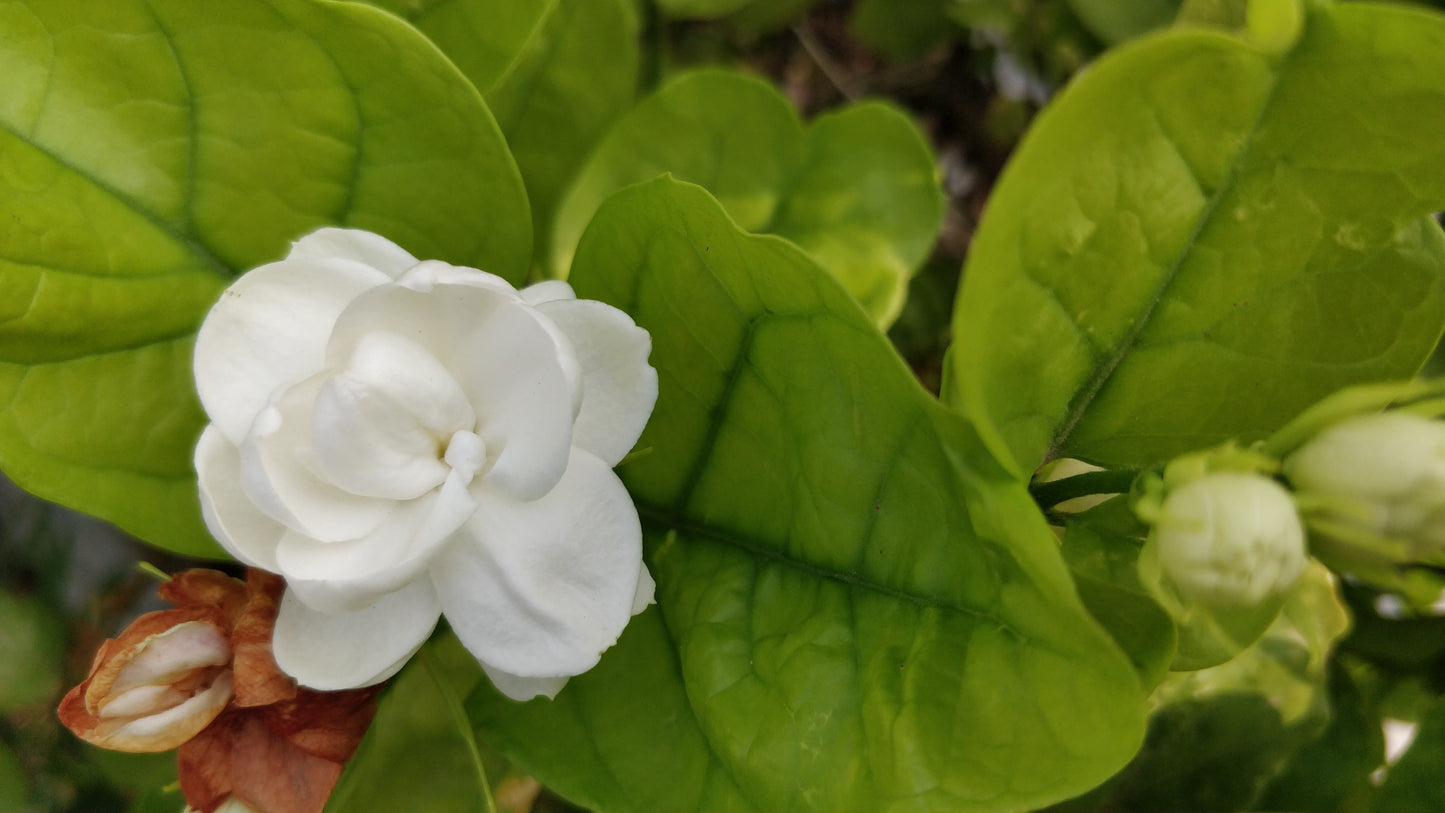 Mogra (Indian Jasmine) Attar