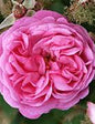 Rose Absolute Essential Oil